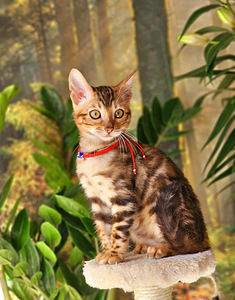 Bengal (1 foto / 10)