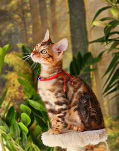 Bengal (3 foto / 10)
