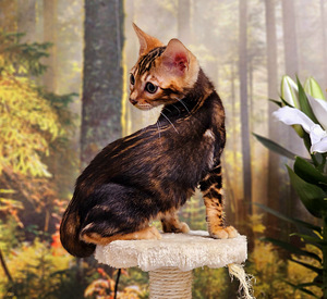 Bengal (4 foto / 10)