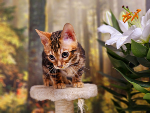 Bengal (5 foto / 10)