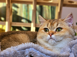 Британский котёнок (3 фото из 10)