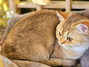 Британский котёнок (5 фото из 10)