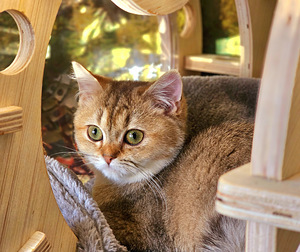 Британский котёнок (7 фото из 10)