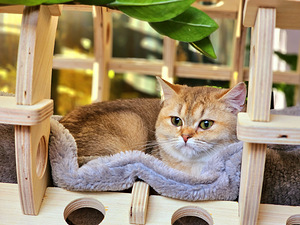 Британский котёнок (8 фото из 10)