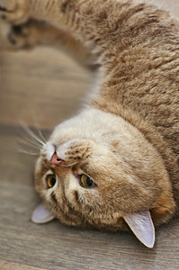 Британский котёнок (10 фото из 10)