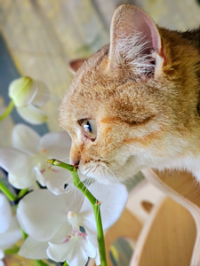 Британский котёнок (3 фото из 10)