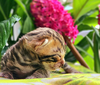 Bengal