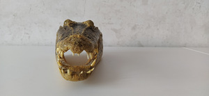 Alligaatori pea. Голова аллигатора. Alligator head. (2 фото из 8)