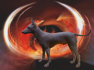 Xoloitzcuintle, xolo. Mehhiko karvutu koer (1 foto / 7)