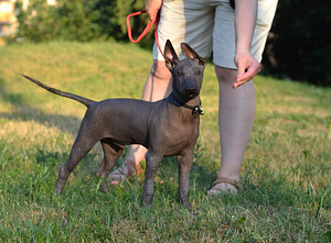 Xoloitzcuintle, xolo. Mehhiko karvutu koer (2 foto / 7)