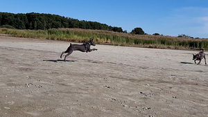 Xoloitzcuintle, xolo. Mehhiko karvutu koer (3 foto / 7)