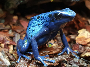 Лягушка древолаз - Dendrobates tinctorius azureus (1 фото из 3)