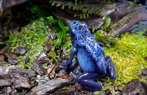 Sinised puukonnad - Dendrobates tinctorius azureus (3 foto / 3)