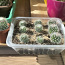 Kaktus (foto #3)