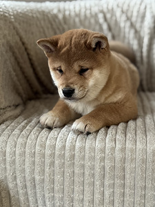 Shiba inu (2 foto / 6)