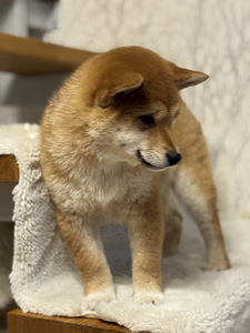 Shiba inu (4 foto / 7)