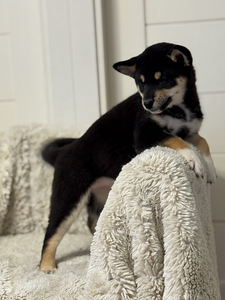 Shiba inu (2 foto / 6)