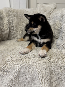 Shiba inu (5 foto / 6)