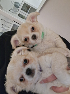 Chihuahua pennut (6 valokuva sivusta 6)