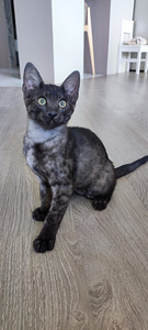 Egyptian mau black smoke (1 foto / 8)