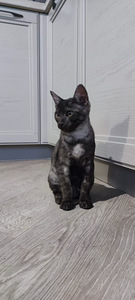 Egyptian mau black smoke (7 foto / 8)