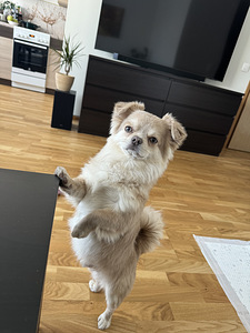 Ищем Невесту