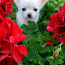 Chihuahua poiss, sündinud 11.05.21 (foto #1)