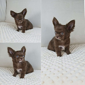 Chihuahuan pennut (1 valokuva sivusta 3)