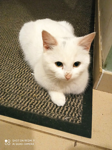 Деревенский котенок (1 фото из 1)