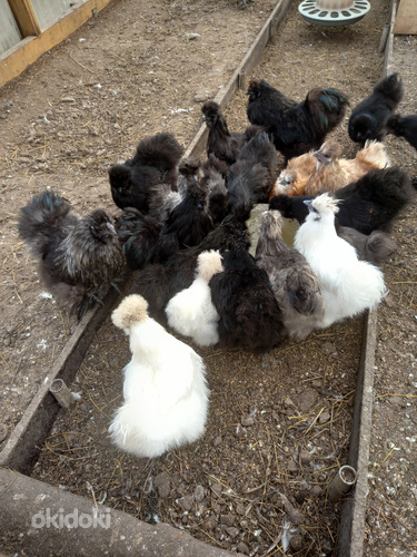 Шелковые цыплята (фото #3)