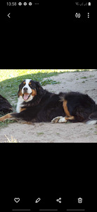Bernes zennenhund (2 foto no 4)