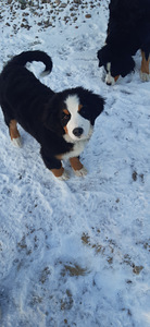 Bernes zennenhund (4 foto no 4)