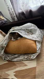 Ma annan kassi headesse kätesse (4 foto / 8)