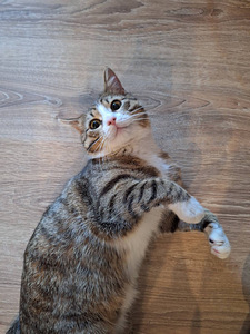 Ma annan kassi headesse kätesse (7 foto / 8)
