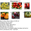 Erinevate sortide tomatite seemned (foto #1)