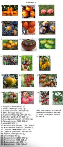 Erinevate sortide tomatite seemned (foto #3)
