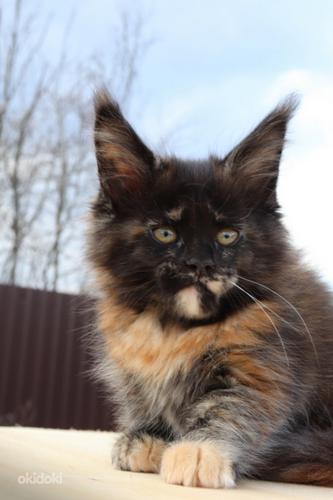 Maine Coon (foto #7)