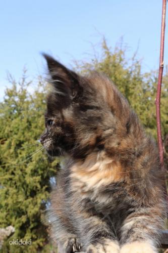 Maine Coon (foto #8)