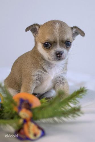 Chihuahua (foto #5)