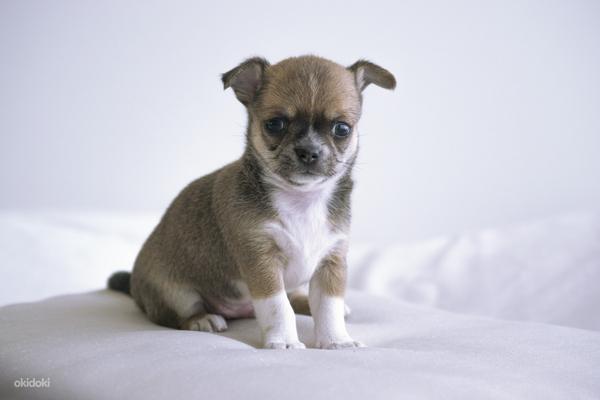Chihuahua (foto #9)