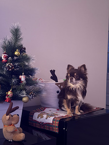 Chihuahua isane kutsikas (1 foto / 3)