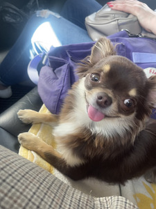 Chihuahua isane kutsikas (2 foto / 3)