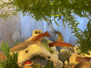 Guppy kala (3 foto / 10)