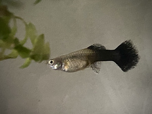 Guppy kala (8 foto / 10)