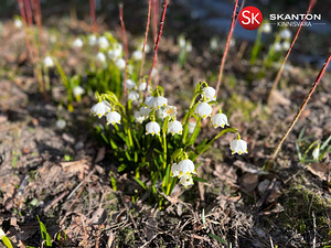 Katariina, Velisemõisa, Märjamaa vald, Raplamaa (1 foto / 10)