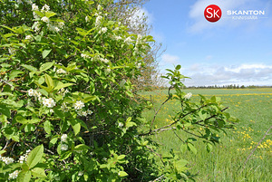 Harju maakond, Harku vald, Kütke küla, Säde 1 (2 foto / 6)