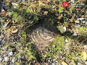 Tarindi tee 3, Liikva, Harku vald, Harjumaa (9 foto / 10)