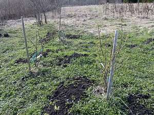Järva maakond, Järva vald, Ülejõe küla, Neoandrese (9 foto / 10)
