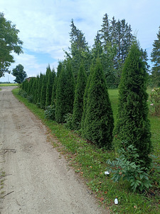 Туя Смарагд 3м (1 фото из 3)