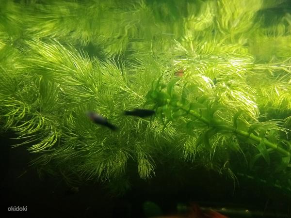 Akvaariumi kalad (foto #2)